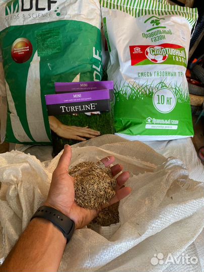 Семена газонной травы