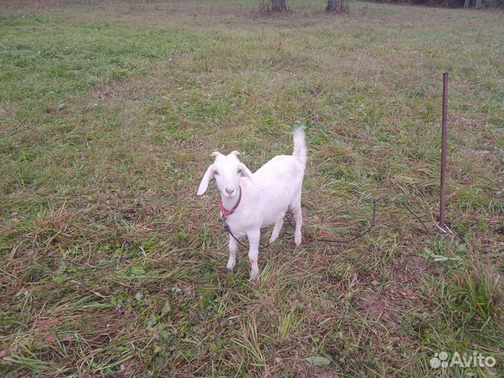 Молочные козы