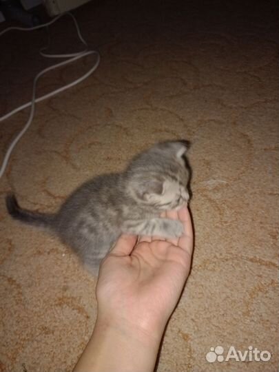 Шотландские вислоухие котята