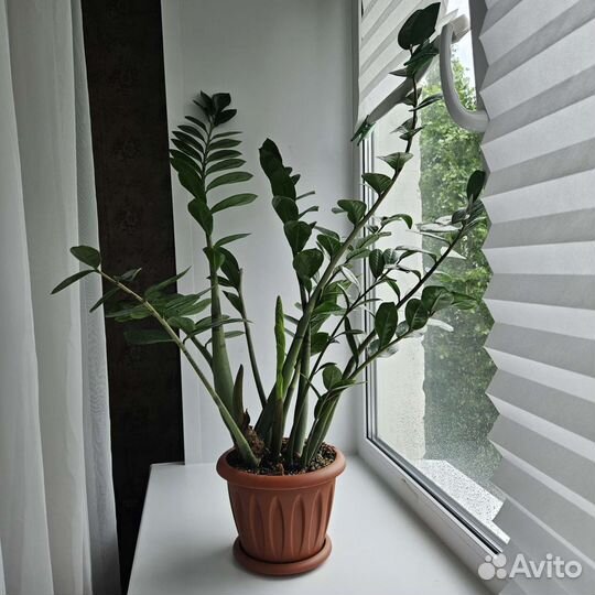 Замиокулькас