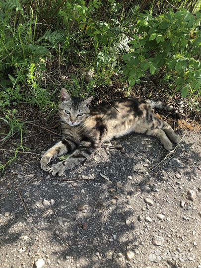 Котик бесплатно в добрые руки