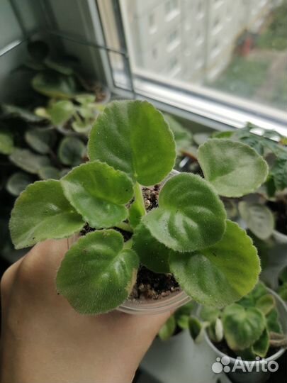 Фиалки химеры DS Вам и не снилось (Dimetris)