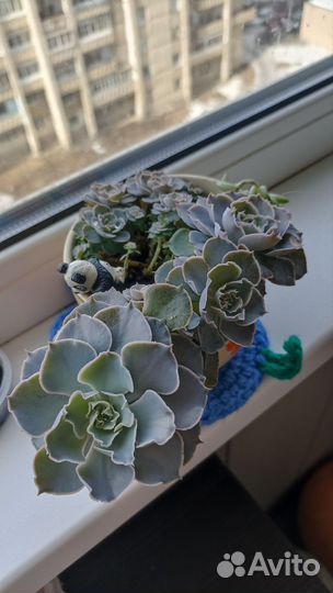 Суккуленты. Детки