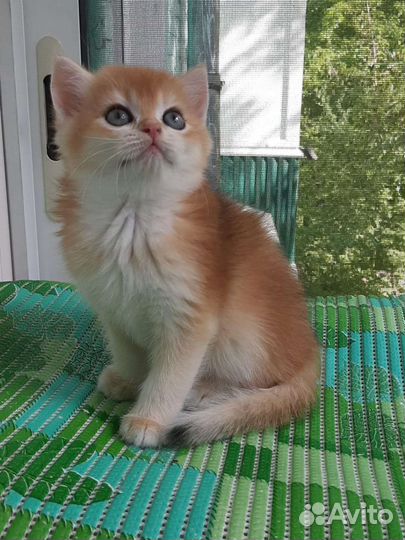 Золотые британские котята