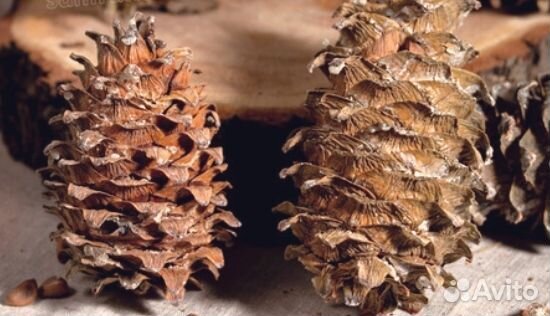 Шишка кедровая