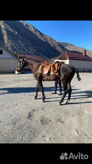 Карачаевский жеребец