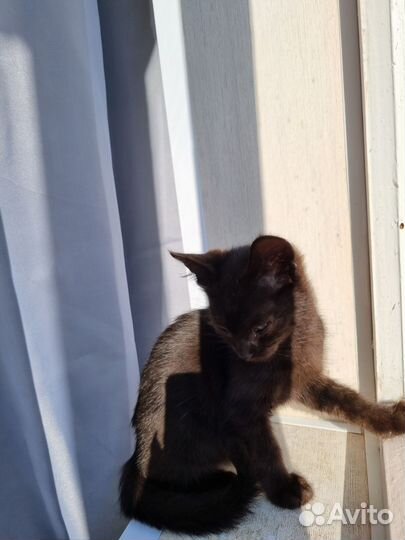 Котенок черный мальчик 2,5 месяца