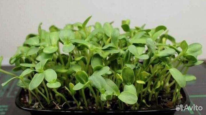 Семена микрозелени для употребления