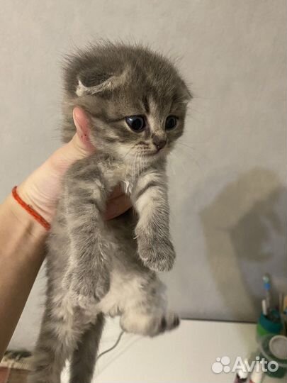 Шотландская