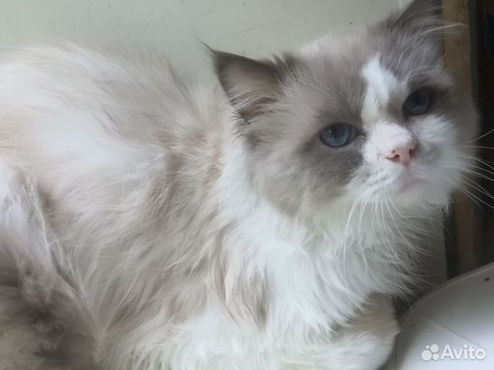 Рэгдолл с родословной в разведение