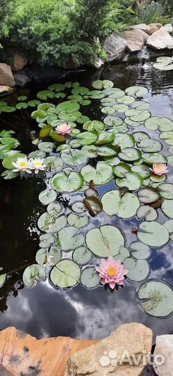 Нимфеи кувшинки