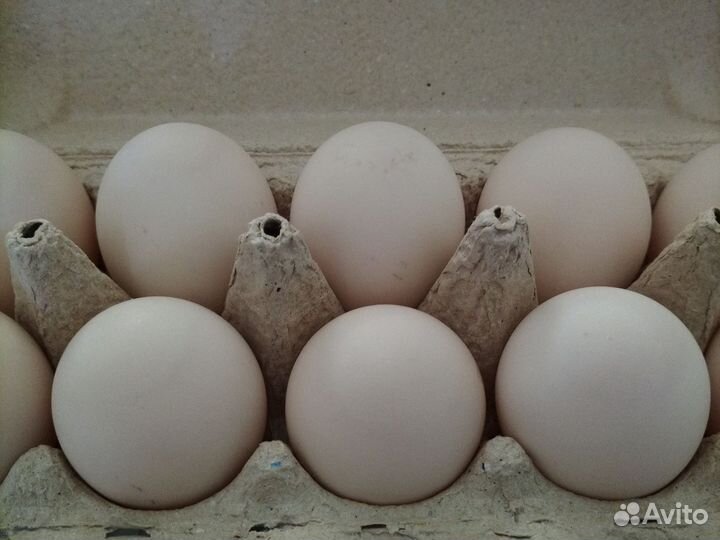 Утиные яйца