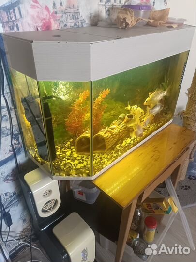 Аквариум. Полный комплект
