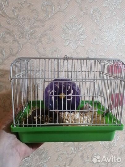 Клетка с хомяком