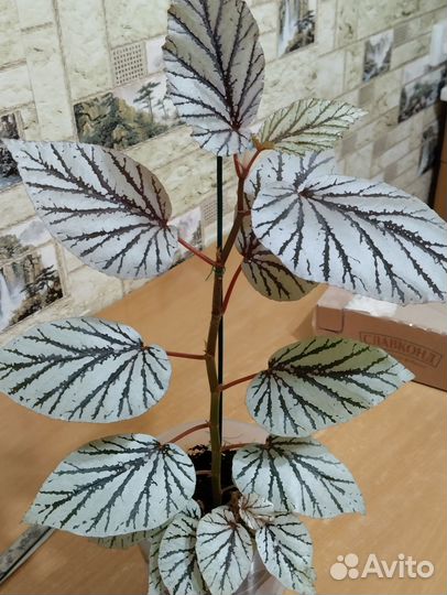 Эписция 150 бегония250