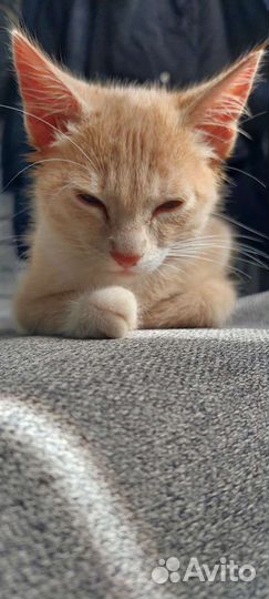 Котенок мальчик 1,5месяца в добрые руки
