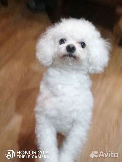 Щенки бишон фризе мини