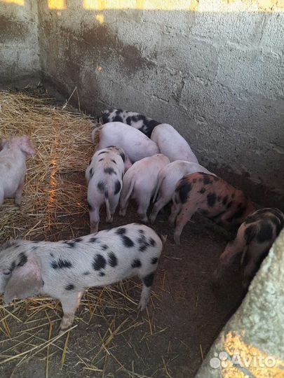 Поросенок ландрас дурок