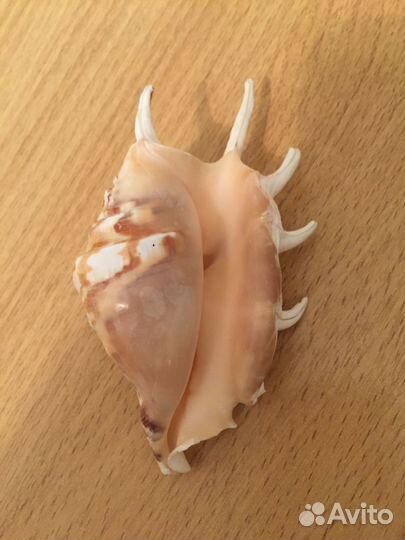 Морская ракушка