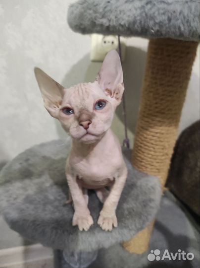 Донской сфинкс