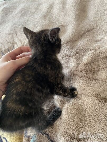 Котята бесплатно