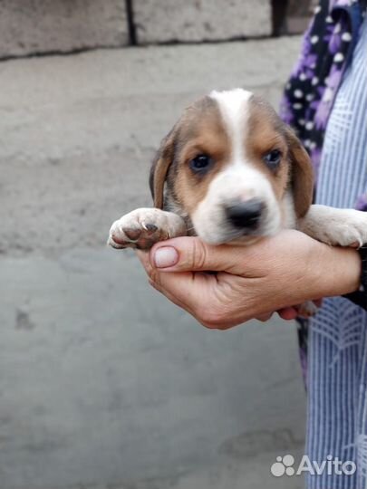 Щенки эстонской гончей