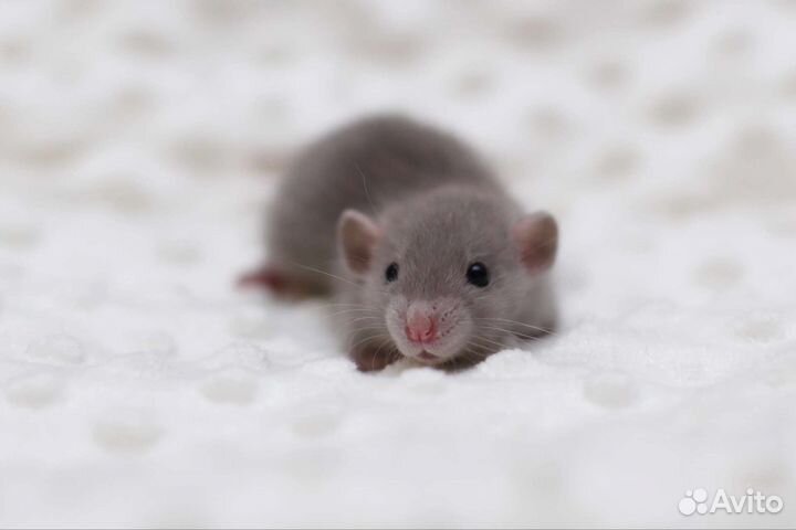 Декоративная крыса дамбо