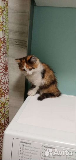 Котёнок