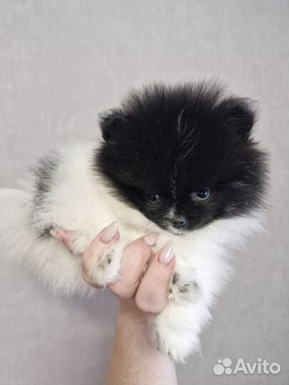 Померанский щпиц мини