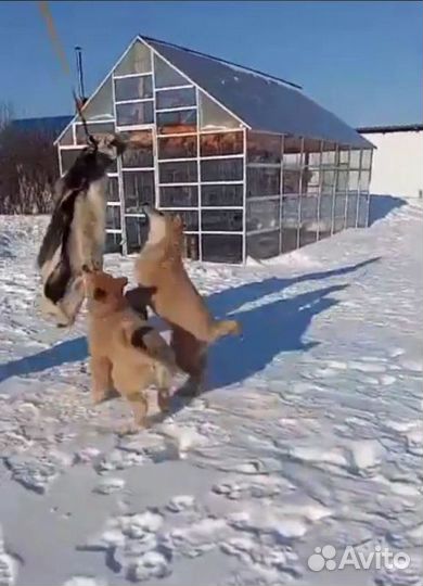 Щенок зсл