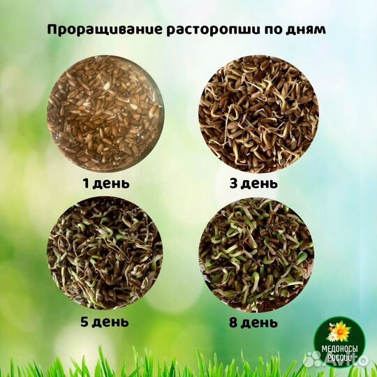 Семена амаранта, расторопши (опт и розница)