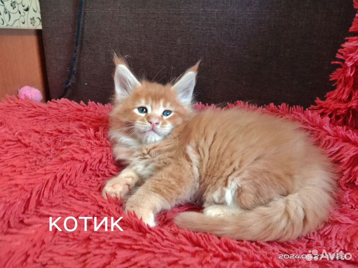 Мейн-кун котята