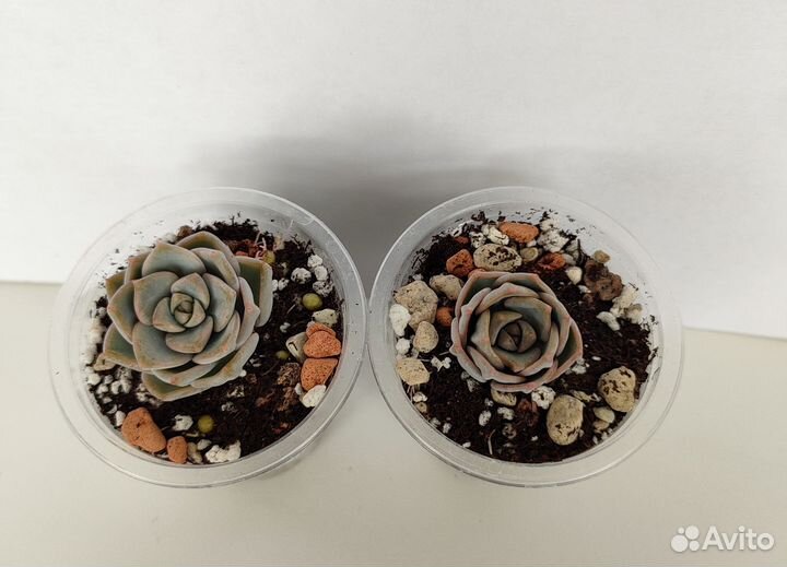 Садик из суккулентов. Флорариум. Суккуленты