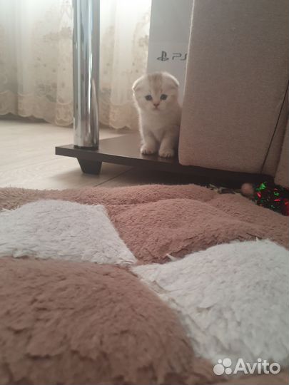 Шотландский вислоухий котенок шиншилла