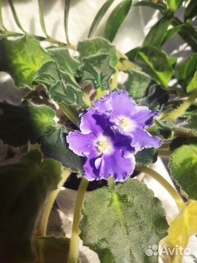 Цветущие фиалки