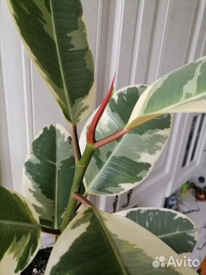 Фикус каучуконосный пестролистный