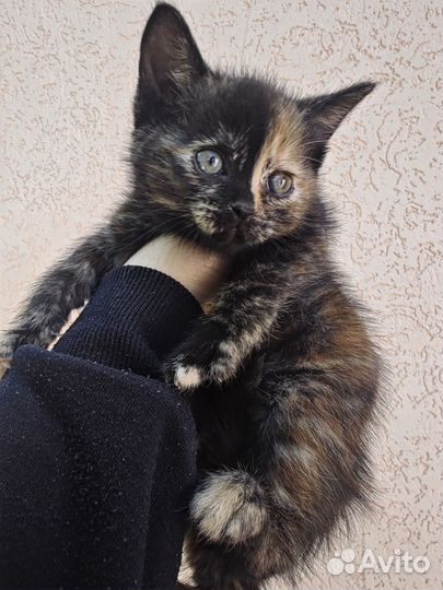 Котята в добрые руки бесплатно