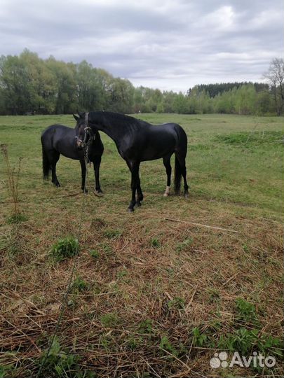 Лошадь рысак