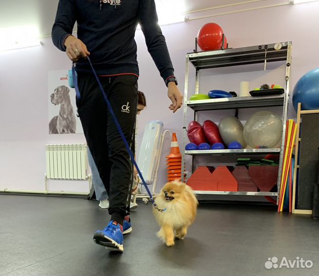 Дрессировка собак. Кинолог