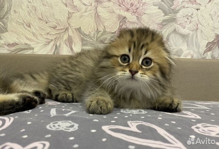 Шотландский вислоухий котик
