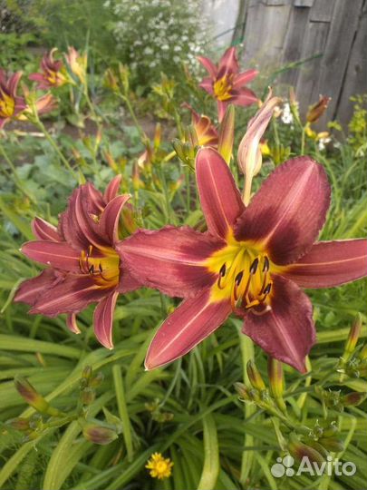 Лилейники саженцы Отом Ред и Оранж