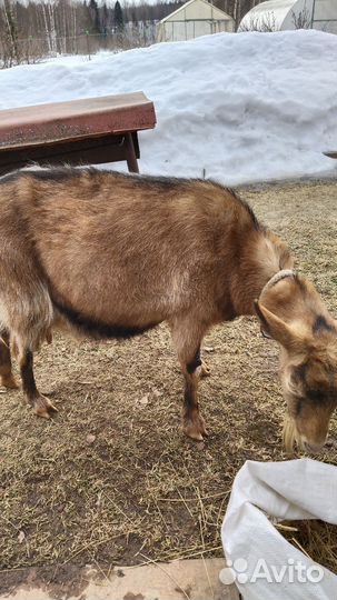 Коза с козленком