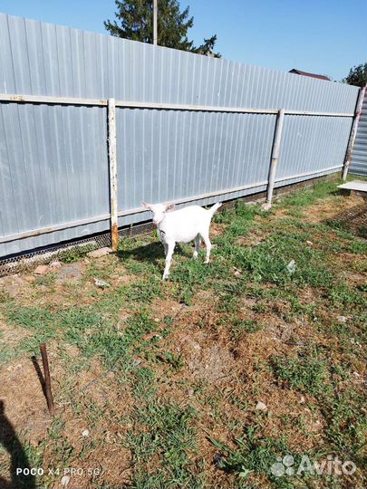 Козлята 6 месяцев