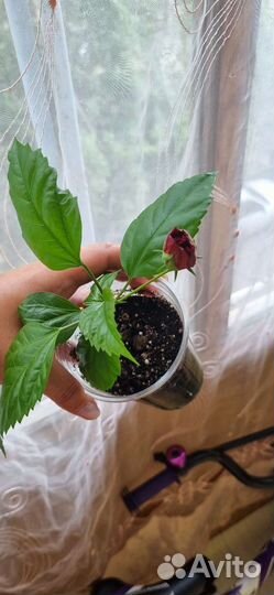 Гибискус красный махровый