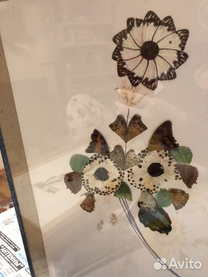 Африканские картины выполнены из крыльев бабочки