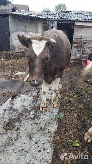 Телка 2года 6м