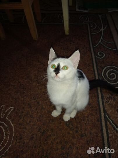 Кошка молодая
