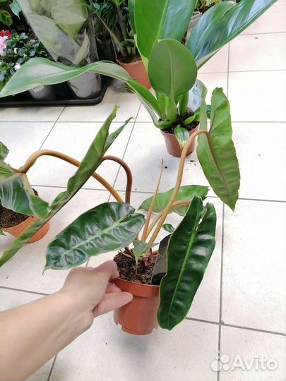 Филодендроны, Стрелиция Регина