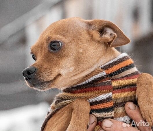 Кастрированный кобелёк