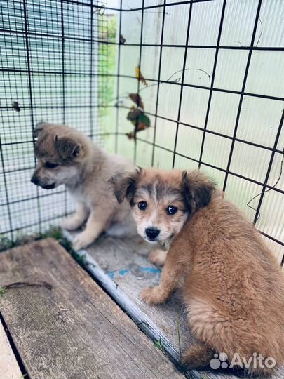 Щенки в добрые руки